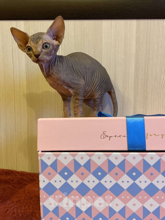 Кошки в Москве: Мистическая кошечка канадского сфинкса Девочка, 50 000 руб. - фото 3
