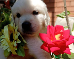 Собаки в Краснодаре: Золотые щенки Мальчик, Бесплатно - фото 4