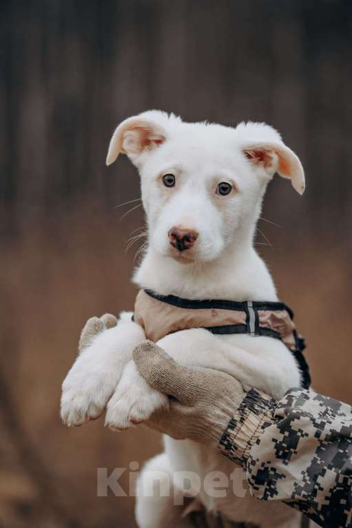 Собаки в Москве: белоснежная красотка в дар Девочка, Бесплатно - фото 6