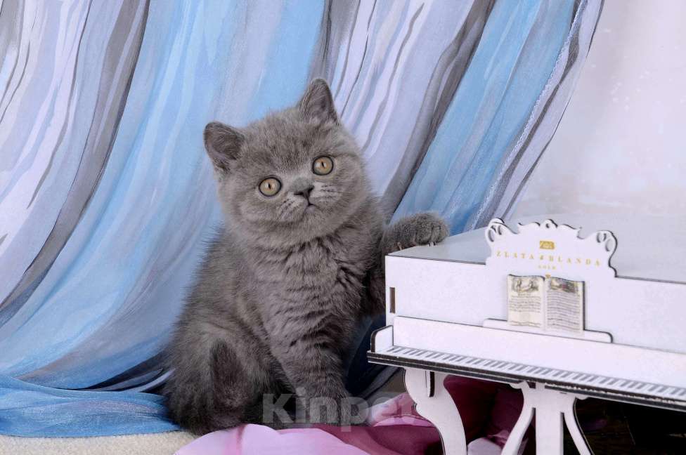 Кошки в Санкт-Петербурге: Британский котик, голубой окрас Мальчик, 65 000 руб. - фото 2