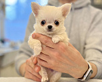 Собаки в Всеволожске: Длинношерстный щенок Мальчик, 35 000 руб. - фото 1