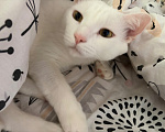 Кошки в Астрахани: Отдам кота Мальчик, Бесплатно - фото 4