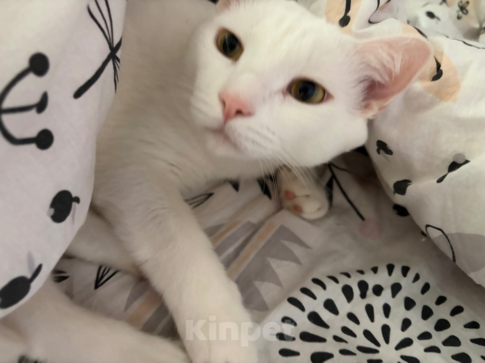 Кошки в Астрахани: Отдам кота Мальчик, Бесплатно - фото 4
