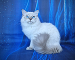 Кошки в Владивостоке: Невский маскарадный котенок Мальчик, Бесплатно - фото 1