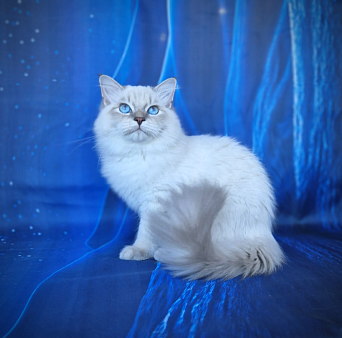 Невский маскарадный котенок