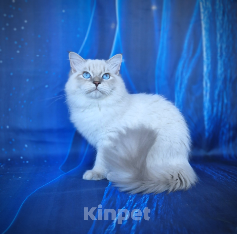 Кошки в Владивостоке: Невский маскарадный котенок Мальчик, Бесплатно - фото 1