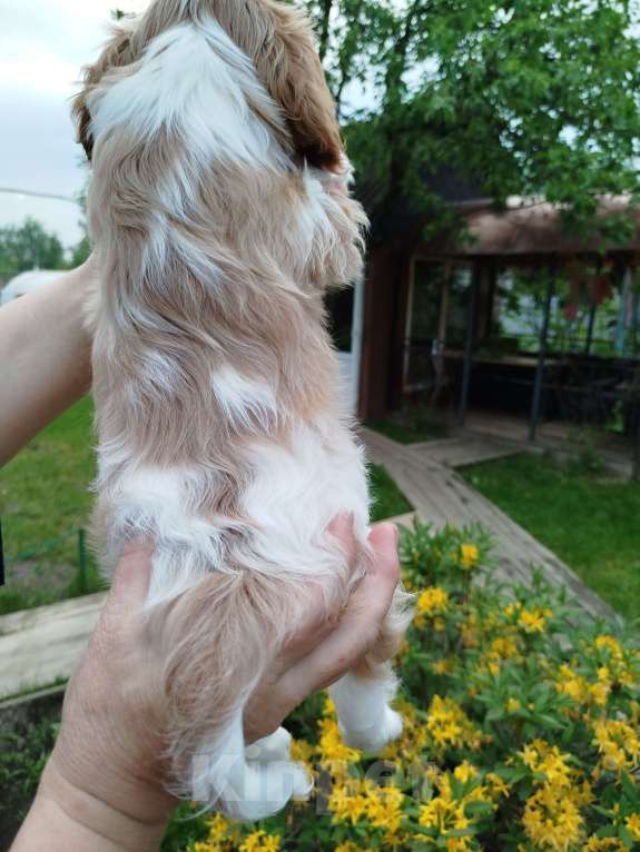 Собаки в Иваново: Мальчик, бленхейм, очаровательный. Мальчик, Бесплатно - фото 3