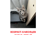 Кошки в Москве: ПРОПАЛА КОШКА Девочка, 5 000 руб. - фото 1