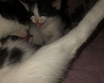 Кошки в Стерлитамаке: Отдам котят в добрые и любящие руки Девочка, Бесплатно - фото 3