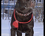 Собаки в Тольятти: Кобель лабрадора. Вязка Мальчик, 800 руб. - фото 1