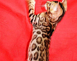 Кошки в Кингисеппе: Чистокровные бенгальчики, 25 000 руб. - фото 1