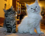Кошки в Ливны: Роскошные сибиряки, 9 000 руб. - фото 1