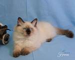 Кошки в Орле: Невские Маскарадные Мальчик, 15 000 руб. - фото 8