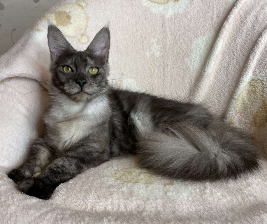 Кошки в Дмитрове: Черная дымчатая девочка мейн кун Nika Девочка, 15 000 руб. - фото 1
