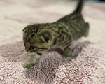 Кошки в Санкт-Петербурге: Шотландские вислоухие котята Девочка, 16 000 руб. - фото 3