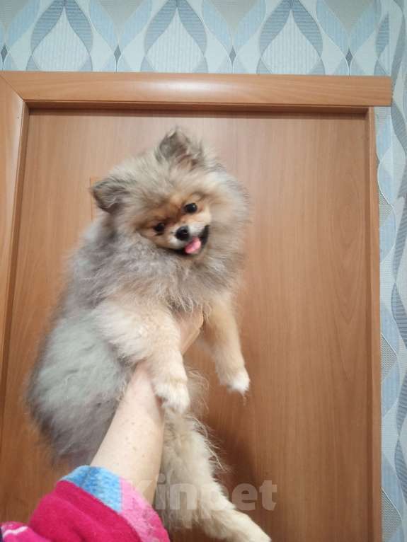 Собаки в Приморско-Ахтарске: Продаю Мальчик, 15 000 руб. - фото 1