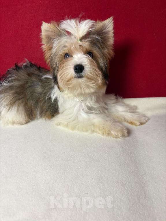 Собаки в Москве: Йоркширский  терьер -  Голубоглазый  Мальчик Мальчик, 35 000 руб. - фото 2