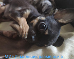 Собаки в Можайске: Щенки Мальчик, Бесплатно - фото 1