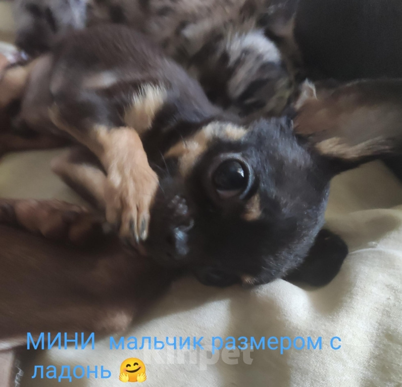 Собаки в Можайске: Щенки Мальчик, Бесплатно - фото 1