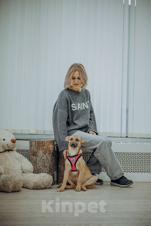 Собаки в Москве: Щенок бесплатно в добрые руки Девочка, Бесплатно - фото 3