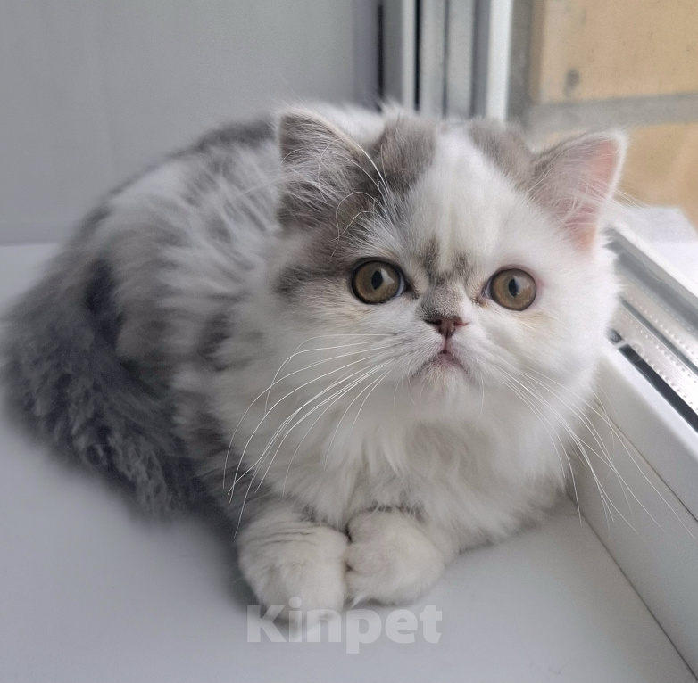 Кошки в Ярославле: Шотландская длинношерстная девочка Девочка, 45 000 руб. - фото 4