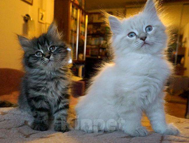 Кошки в Ливны: Роскошные сибиряки, 9 000 руб. - фото 1