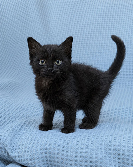 Котенок ищет дом