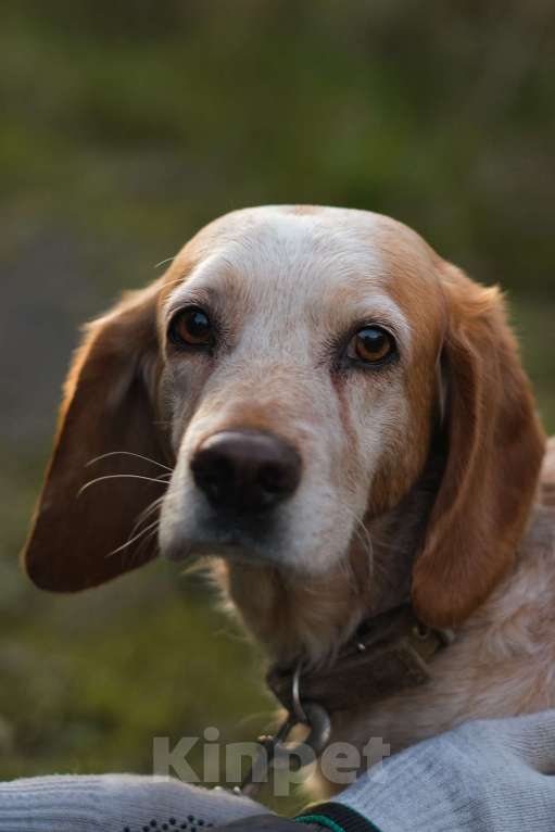 Собаки в Санкт-Петербурге: Персик из приюта в добрые руки Мальчик, Бесплатно - фото 10