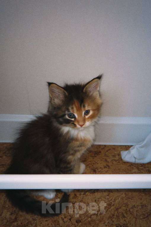 Кошки в Казани: мейн кун котенок Девочка, 17 000 руб. - фото 2