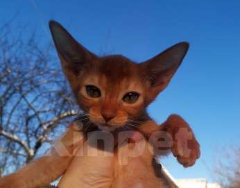 Кошки в Москве: Солнечный соррельчик котик абиссинский, американских линий Мальчик, 50 000 руб. - фото 9
