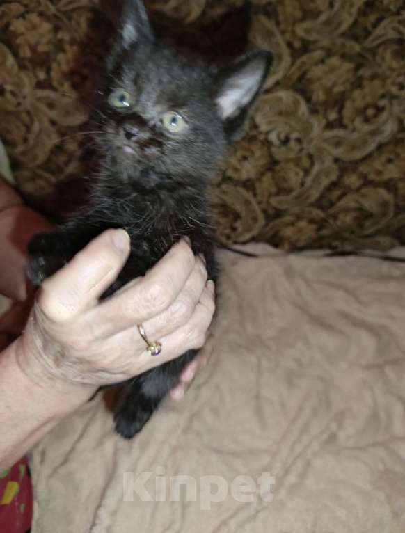 Кошки в Пензе: сиамская кошка Мальчик, Бесплатно - фото 3