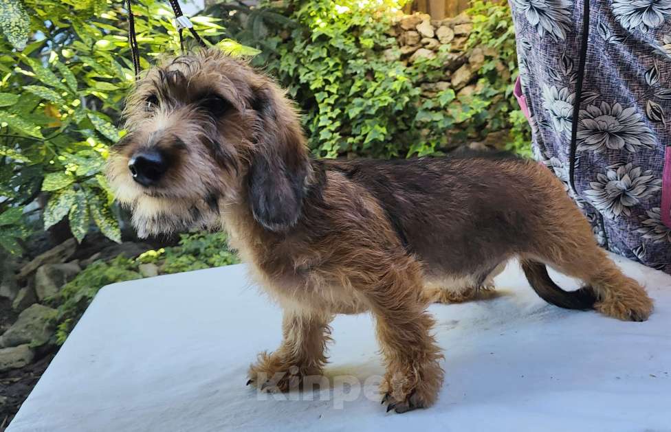 Собаки в Керчи: Щенок жесткошерстной таксы Мальчик, 35 000 руб. - фото 2