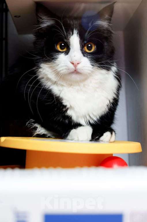 Кошки в Москве: Кошка- бояка Улечка Девочка, Бесплатно - фото 2