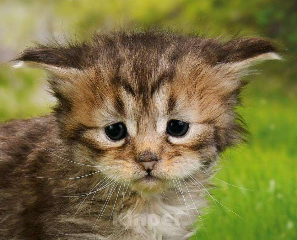 Кошки в Москве: эксклюзивные котята пиксибоба Девочка, 50 000 руб. - фото 6