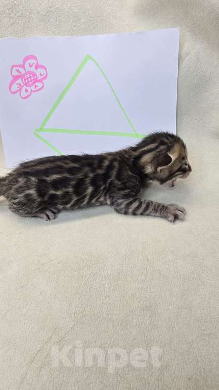 Кошки в Ростове-на-Дону: Бенгальское чудо Девочка, 60 000 руб. - фото 6