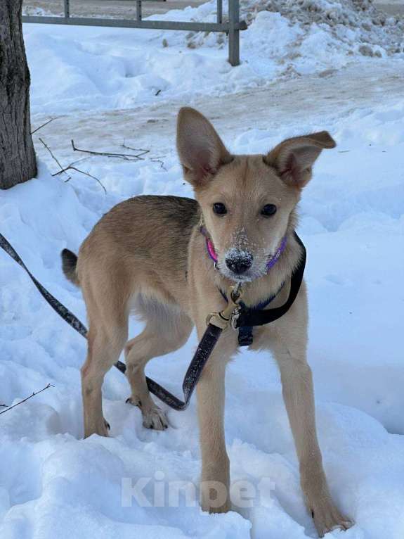 Собаки в Уфе: Щенок Девочка, 300 руб. - фото 1