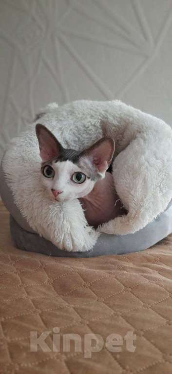 Кошки в Нижнем Новгороде: Ищу тебя, мой будущий друг Девочка, Бесплатно - фото 2