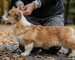 Собаки в Москве: Вельш корги пемброк, девочка Девочка, 70 000 руб. - фото 3