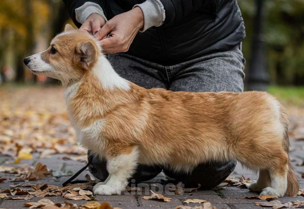 Собаки в Москве: Вельш корги пемброк, девочка Девочка, 70 000 руб. - фото 3