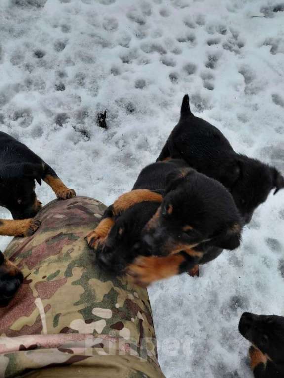 Собаки в Волгограде: Продам щенков ягдтерьера Мальчик, 5 000 руб. - фото 2