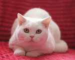 Кошки в Магнитогорске: Olympia Marshmallow  Девочка, Бесплатно - фото 3