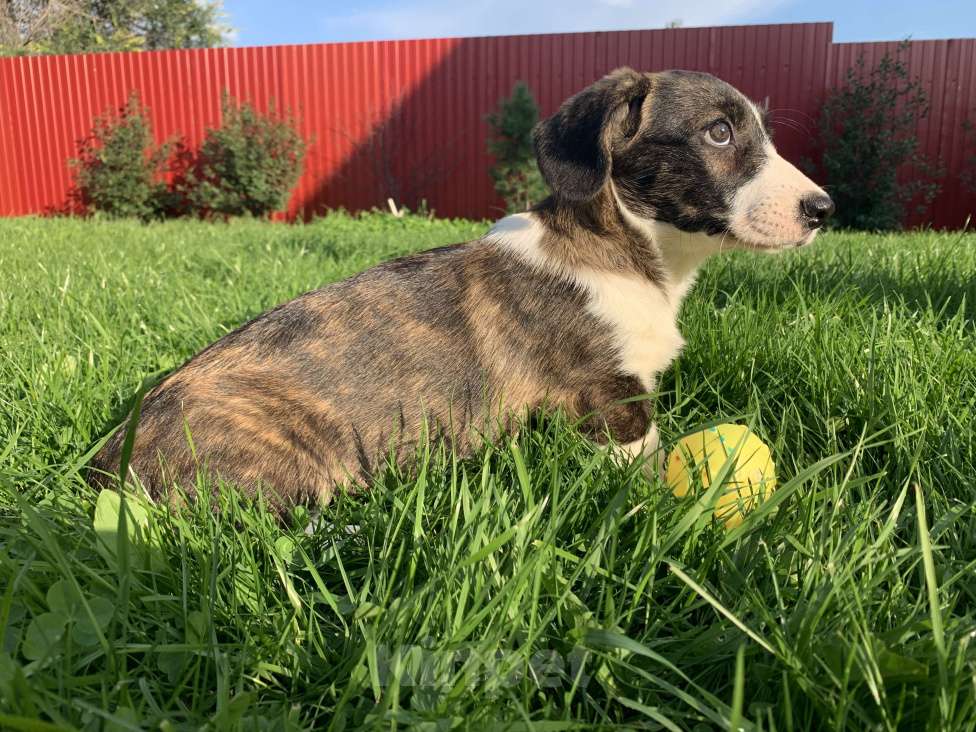 Собаки в Новосибирске: Вельш корги Девочка, 40 000 руб. - фото 3