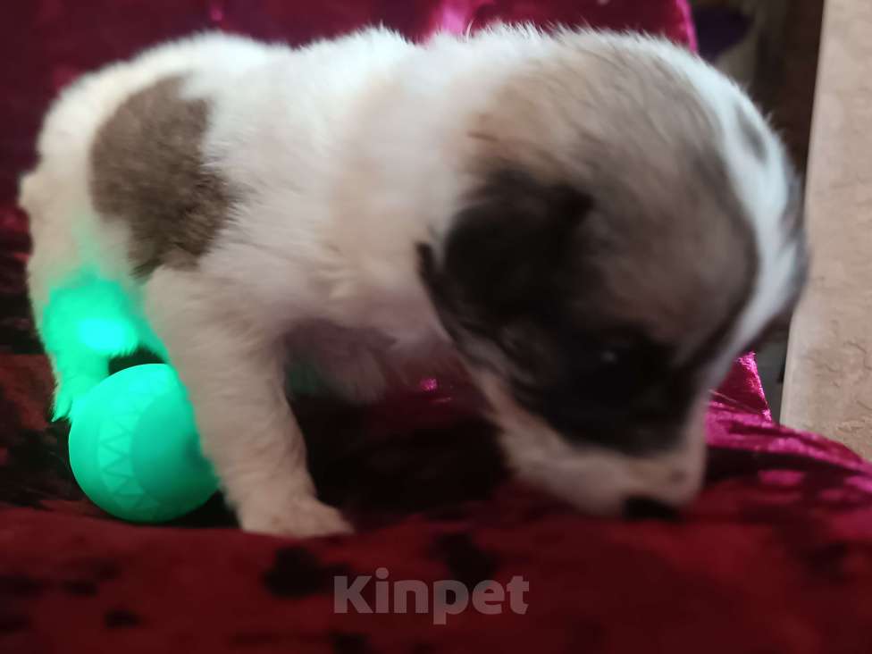 Собаки в Астрахани: Умный щеночек ищет семью Девочка, Бесплатно - фото 5