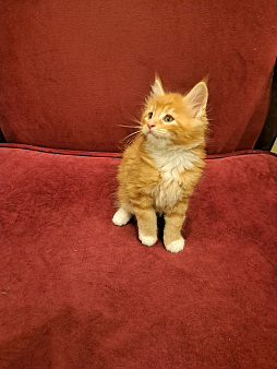 Котенок мейн-кун