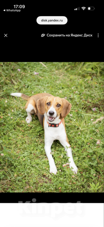 Собаки в Москве: Айя хочет домой Девочка, Бесплатно - фото 1