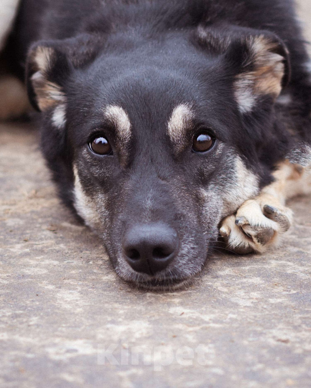 Собаки в Москве: Собака-инвалид ищет заботливые руки Девочка, Бесплатно - фото 3