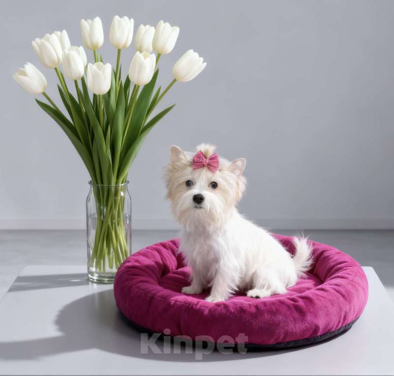 Собаки в Москве: Белый йорк с голубыми глазами девочка подрощенная Девочка, 130 000 руб. - фото 1