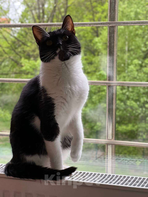 Кошки в Москве: Путь к её сердцу лежит через  Девочка, Бесплатно - фото 4