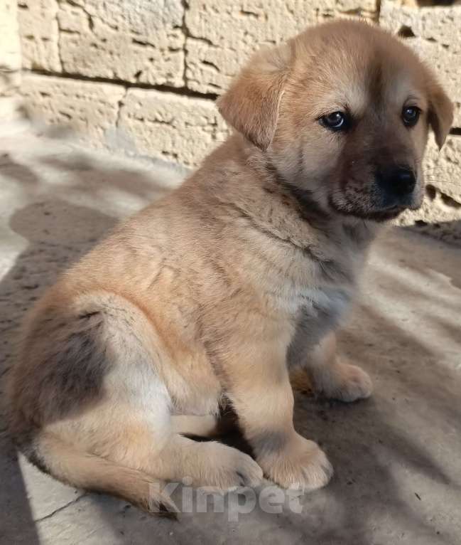 Собаки в других городах Краснодарского края: Щенок от Акита-Ину Мальчик, Бесплатно - фото 3