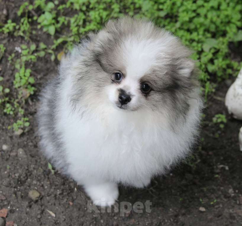 Собаки в Люберцах: Девочка шпица, бело-волчий окрас Девочка, 30 000 руб. - фото 4